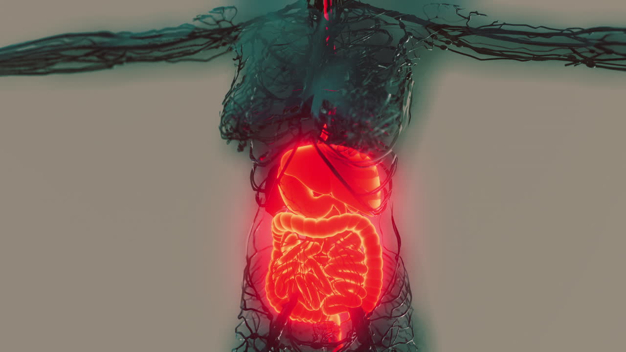 cuerpo humano transparente con sistema digestivo visible