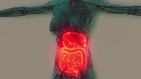 transparent-human-body-with-visible-digestive-system