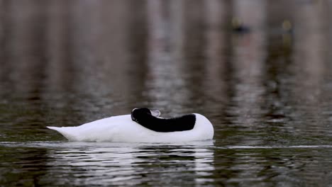 impresionantes cisnes de cuello negro nadando en fila en un estanque