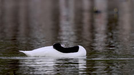 impressive black-necked swans swimming past in a row on pond