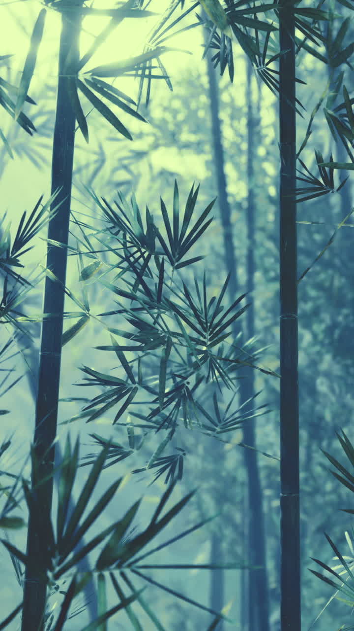 Tranquilla foresta di bambù immersa nella tenue luce del mattino