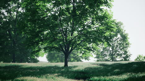 serene green meadow with trees