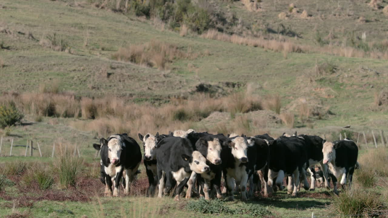 초원을 통해 무리에서 실행하는 소