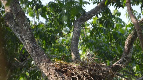 bebé águila halcón cambiante en el nido en el árbol