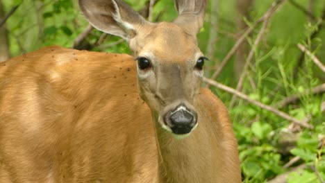 up close telephoto shot of a deer's face as it chews on grass in the middle of a thicket