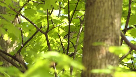 Bunter-Vogel,-Der-Auf-Baum-Sitzt-Und-Insekt-Isst