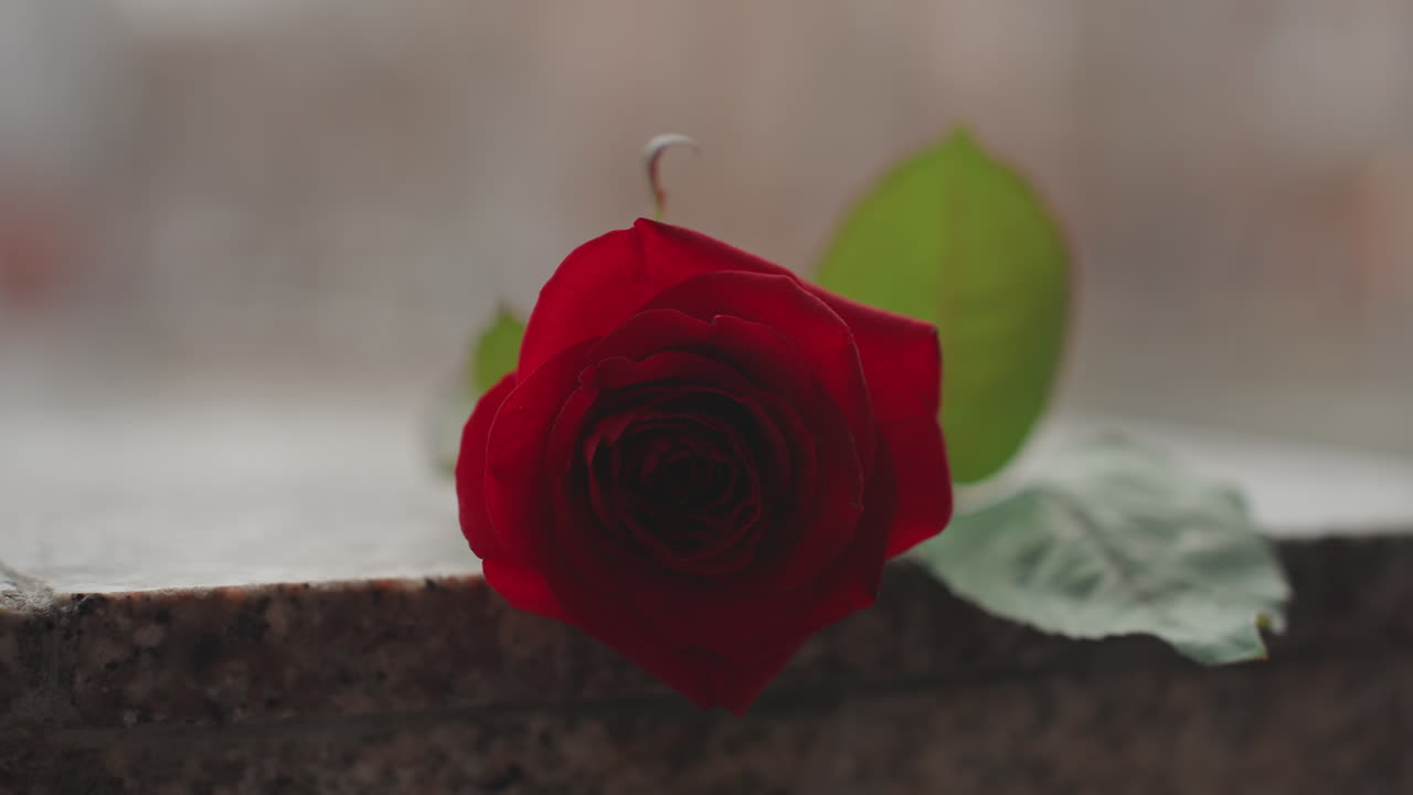 Mekar merah tunggal di tepian bertekstur. Bidikan studio yang tenang menyoroti embun dan blur latar belakang yang lembut. Foto intim yang menangkap bunga merah tua tunggal dengan embun halus di permukaan batu.