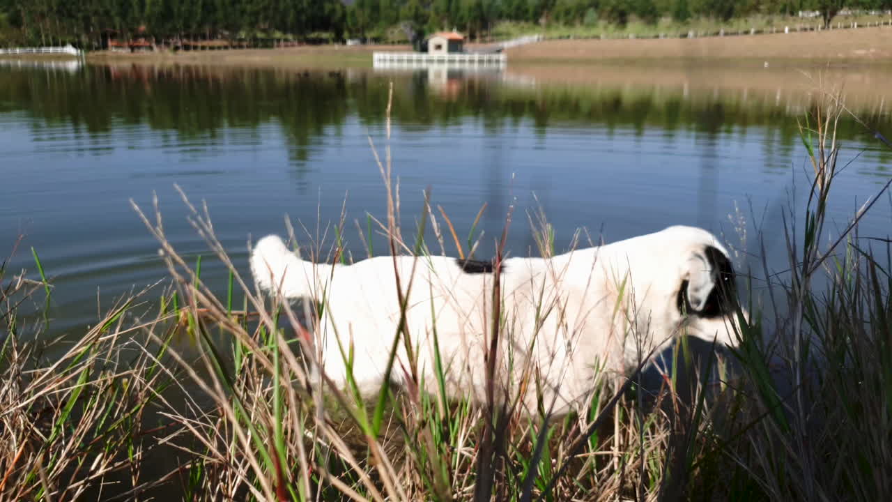 el mejor amigo del hombre, el perro se enfría al vadear el lago en los calurosos días de verano