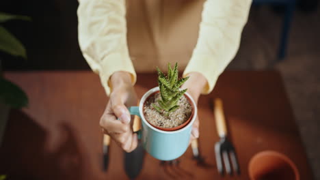 persona sosteniendo una pequeña planta suculenta en una taza