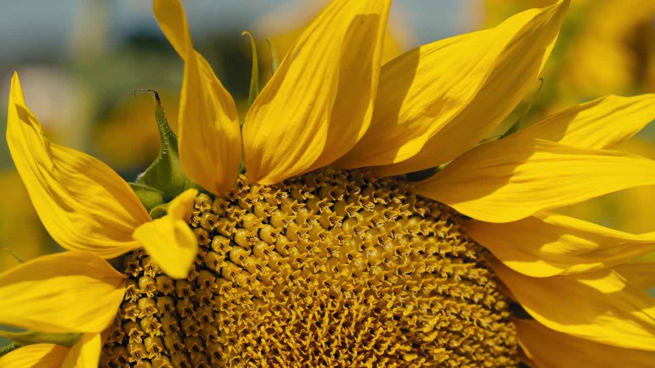 Macro di petali di girasole con semi di girasole.