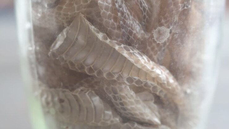 Detailed view of molted snake skins with scales and texture patterns inside a glass container