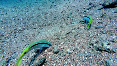 Unterwasser-Meeresboden-Mit-Bunten-Goldblauen-Fischen-Beim-Tauchen,-Ägypten-Dahab-Reiseziel