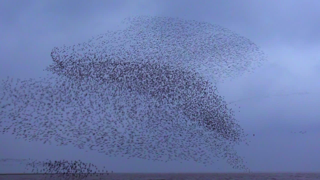murmuración de forma de nudo como un pájaro grande en snettisham, norfolk, inglaterra