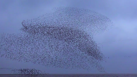 murmuration of knot shape like a big bird in snettisham, norfolk, england