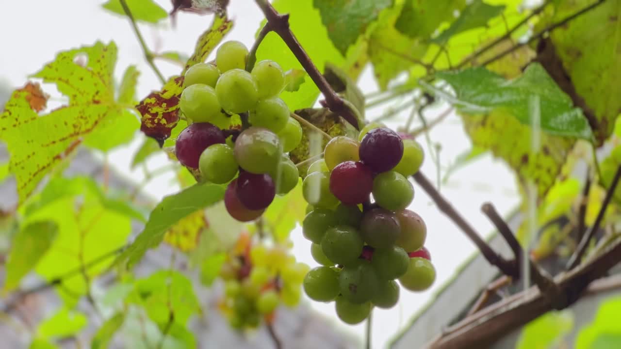 비가 내리는 동안 맛있는 포도를 재배하는, 가까운 시각