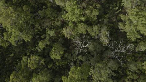 Fotografía-Cenital-De-árboles-Con-Follaje-Exuberante-En-El-Parque-Nacional-Blue-Lake-En-North-Stradbroke-Island,-Queensland,-Australia