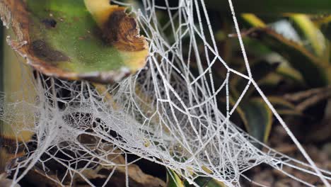 Una-Telaraña-Cubierta-De-Hielo-Y-Agua-Se-Balancea-En-La-Ligera-Brisa-De-La-Mañana-En-Un-Día-De-Invierno-En-Europa