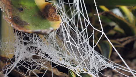 una telaraña cubierta de hielo y agua se balancea en la ligera brisa de la mañana en un día de invierno en europa