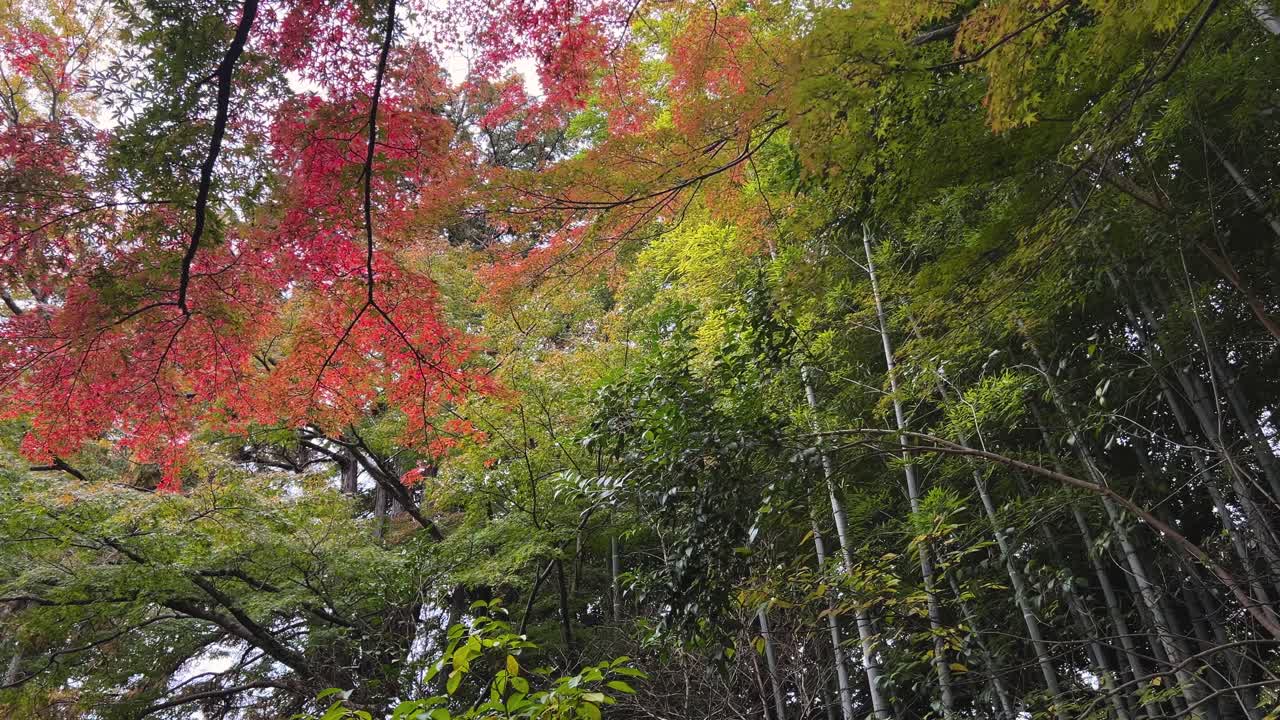 Looking up pan over fall colors inside bamboo forest