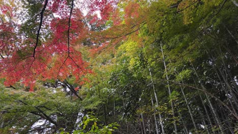 looking up pan over fall colors inside bamboo forest