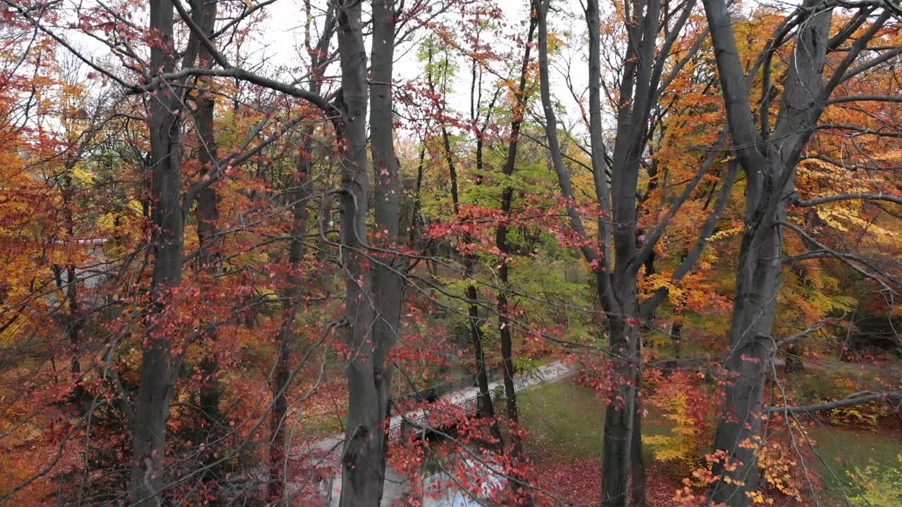 오후와 저녁에 4k 24fps로 무인 항공기가 있는 영국 정원의 뮌헨 가을 나무