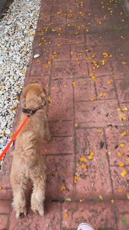 dog walking in a park with flowers