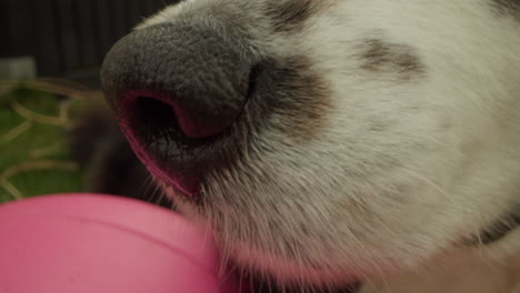 wide angle close up shot of a dogs nose sniffing