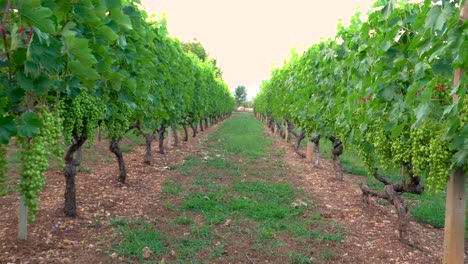 Caminando-Hacia-Un-Viñedo-De-Uva,-Uvas-Colgando-Casi-Listas-Para-Cosechar