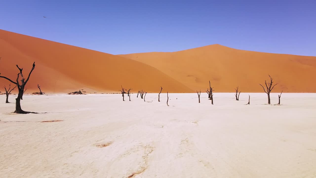 4k 드론이 죽은 낙타 가시 나무를 날고 deadvlei, sosusvlei 근처, namib-naukluft 공원, 나미비아