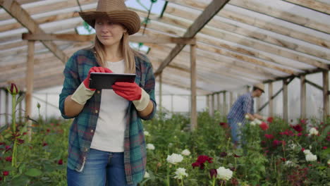 team work of colleagues modern rose farmers walk through the greenhouse with a plantation of flowers touch the buds and touch the screen of the tablet.