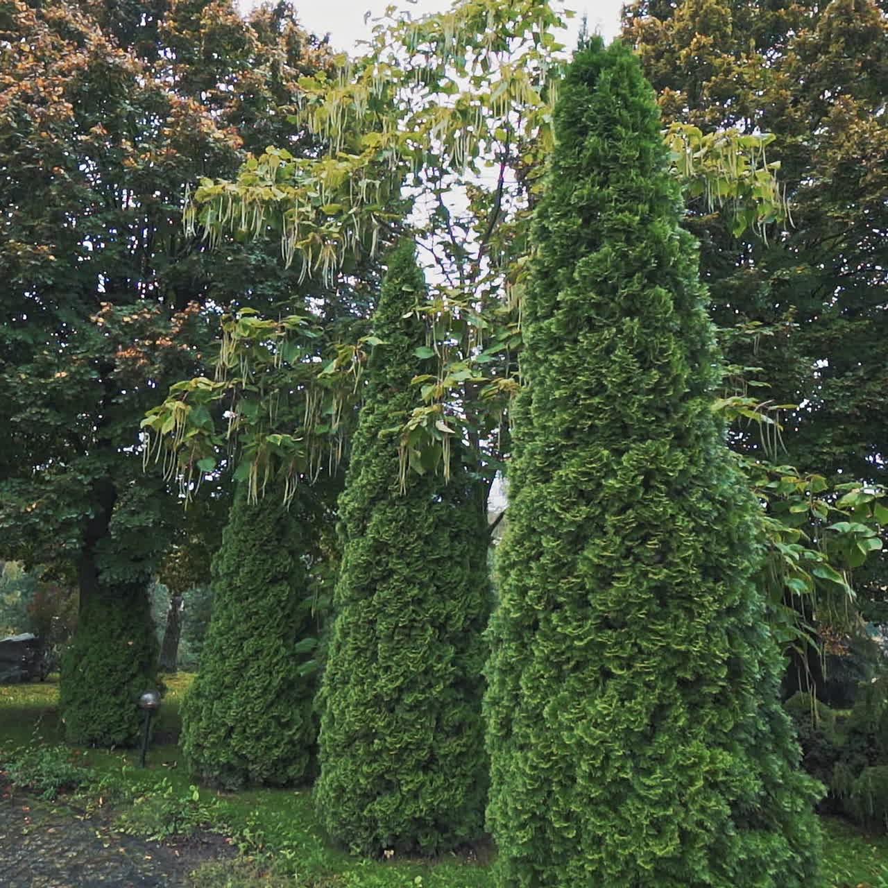 Green trees, bushes on the beautiful alley in the park. Natural scenery outdoor in a clear day. Tranquil atmosphere on the natural background in summer.