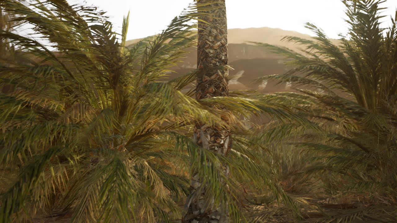 Il rendering 3D di albero di foglie di palma che guarda ad una scena di deserto