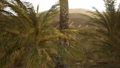 palm trees in the desert