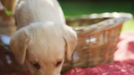 Close-up-view-of-a-small-nice-labrador-puppy-carefully-comming-out-of-a-basket-and-sniffing-something-on-the-grass-in-the-park