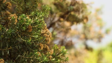 close-up of bush with blurred background