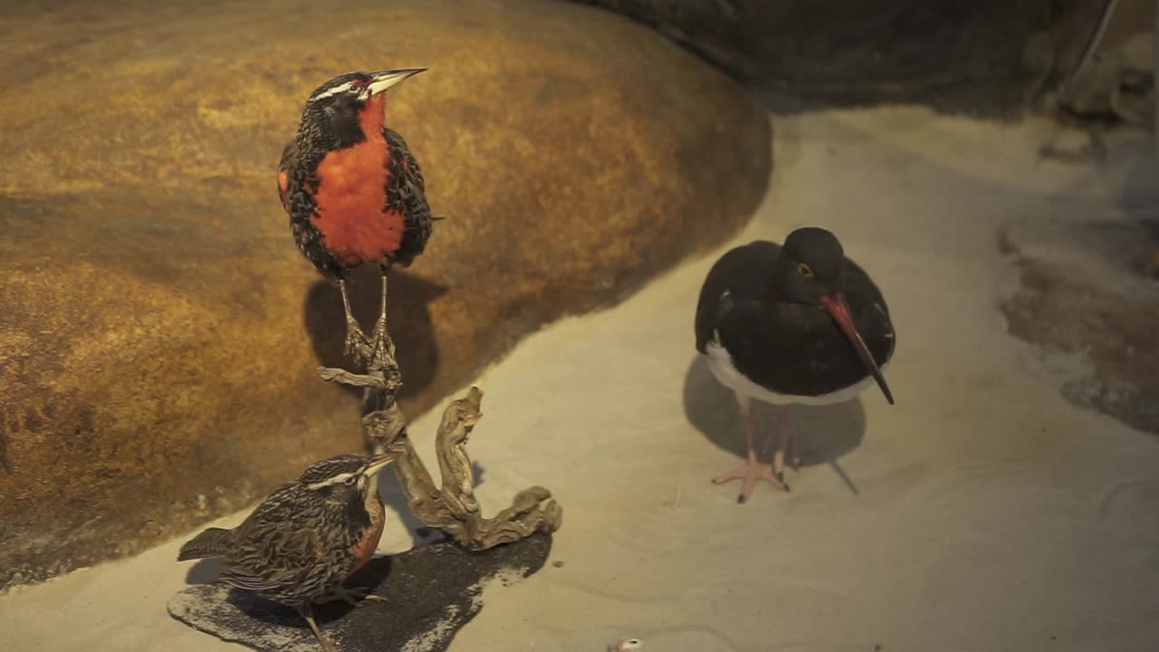 Taxidermied crimson-breasted shrike and eurasian oystercatcher resting side by side, showcasing detailed preservation against pristine white sandy surface with scientific precision