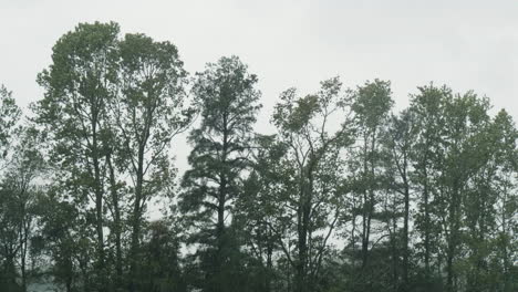 trees blowing during hurricane florence