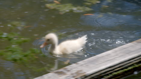 Patos-Nadando-En-Una-Zanja-De-Agua