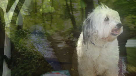 video compuesto del camino del bosque contra el acercamiento de un perro