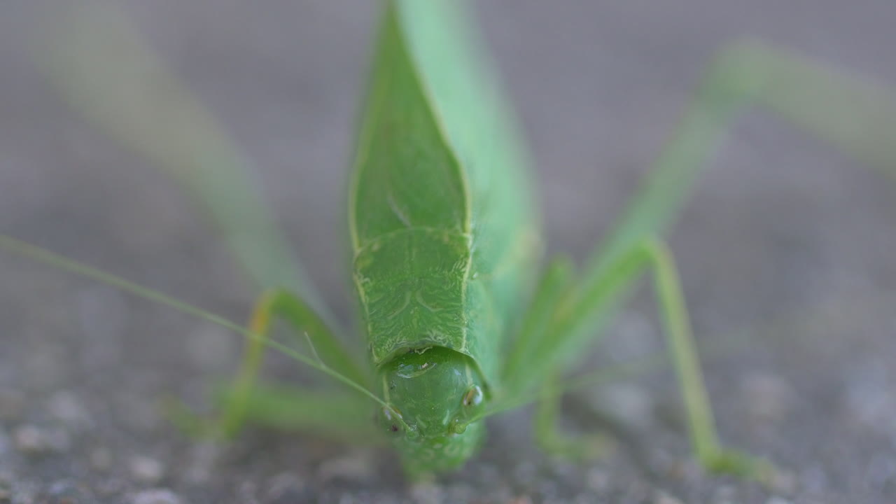 작은 잎 벌레가 포장 도로에 가만히 서 있습니다.