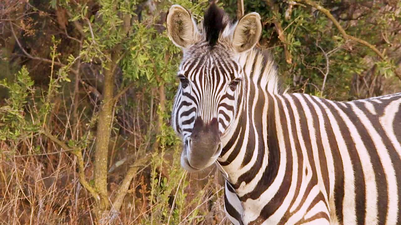 A zebra stands in the grassy plains of Africa, its black and white stripes contrasting against the green landscape