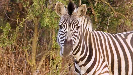 Ein-Zebra-Steht-In-Den-Grasebenen-Afrikas,-Seine-Schwarzen-Und-Weißen-Streifen-Kontrastieren-Mit-Der-Grünen-Landschaft