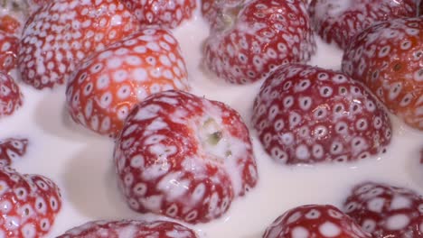 rotate of ripe strawberries covered with layer of cream. camera rotation 360 degrees, close-up.