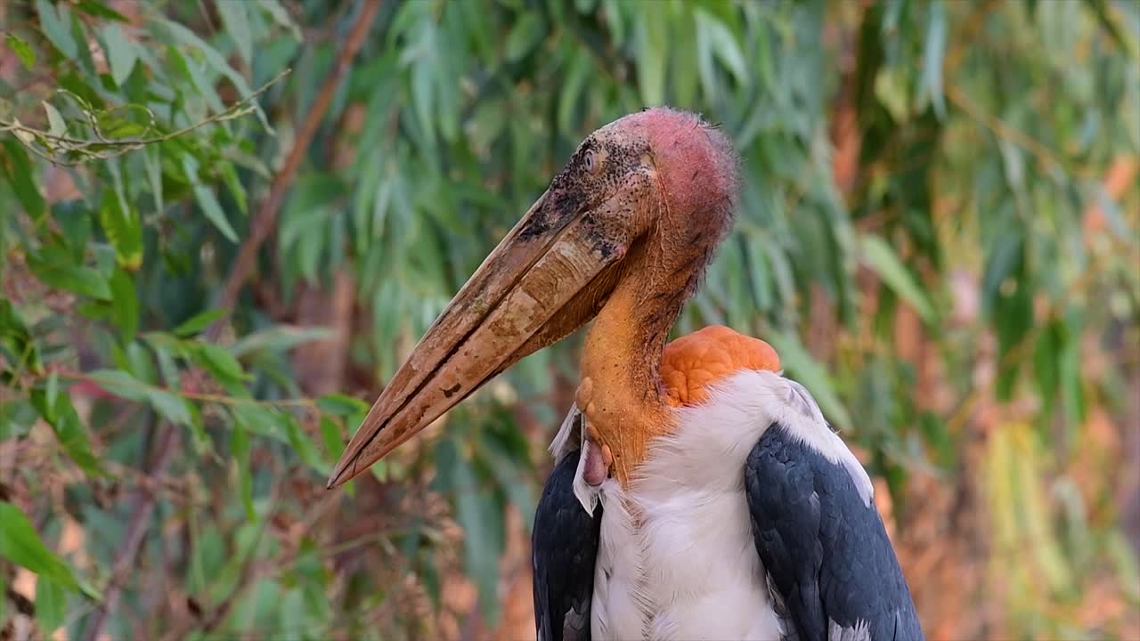 A Big Bird In The Stork Family Common In Southern Asia And Now Endangered  Due To Habitat Loss Free Stock Video Footage Download Clips