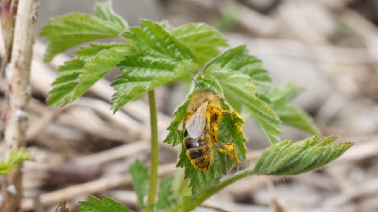 foto macro de una abeja limpiándose a cámara lenta del polen en una planta verde