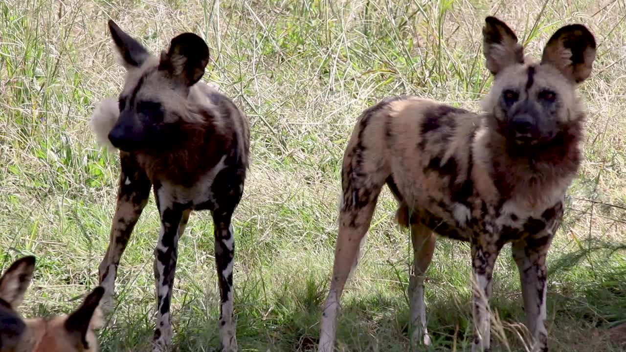 pack of wild dogs stands alert, keenly observing their surroundings with watchful eyes and attentive ears in a natural habitat. Perfect for wildlife and nature projects