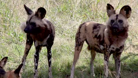 pack of wild dogs stands alert, keenly observing their surroundings with watchful eyes and attentive ears in a natural habitat. perfect for wildlife and nature projects