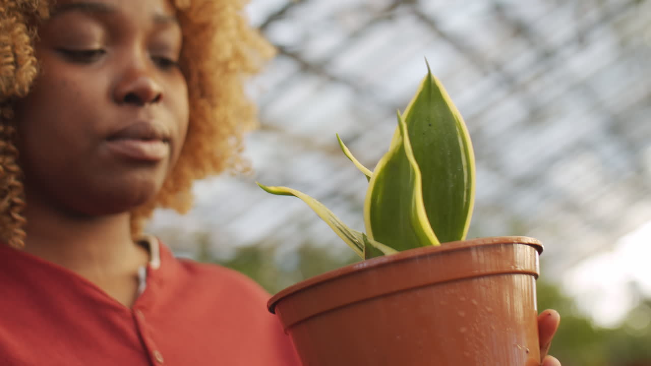 mujer afroamericana examinando una planta en el invernadero
