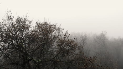 elevating, rising, ascending over treetops on a gloomy day misty mountains