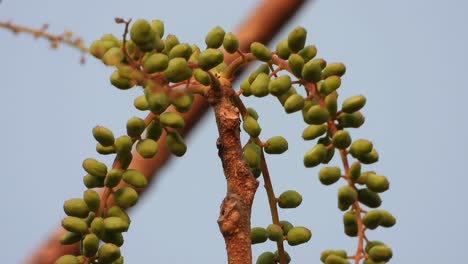 frutos de semillas de fresno indio